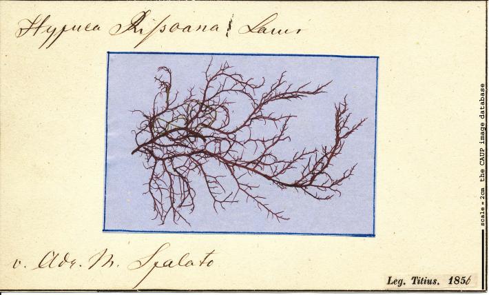 Hypnea musciformis_Titius 77.jpg